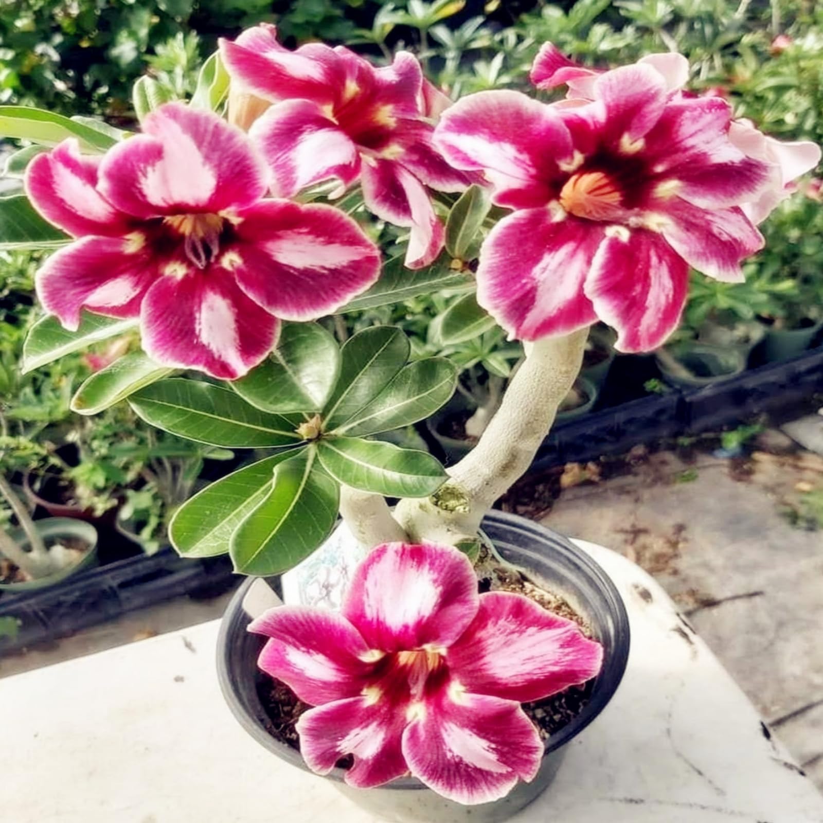 Desert Rose Bulbs,Easy to Plant, Perennial Desert Rose- Fragrant Flowers-Ready to Plant Garden Displays, Ornamental Flowers,-5Bulbs-D — image 1