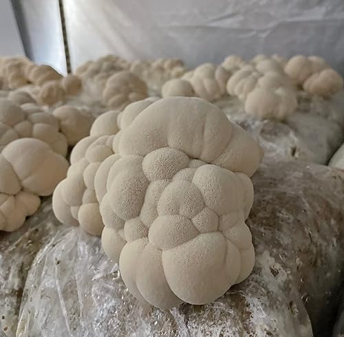 Miniatura 6 de Hodgins Harvest Melena de león orgánica + tintura de reishi  Fabricado con hongos cultivados en nuestra granja en los Estados Unidos  Extracto dual