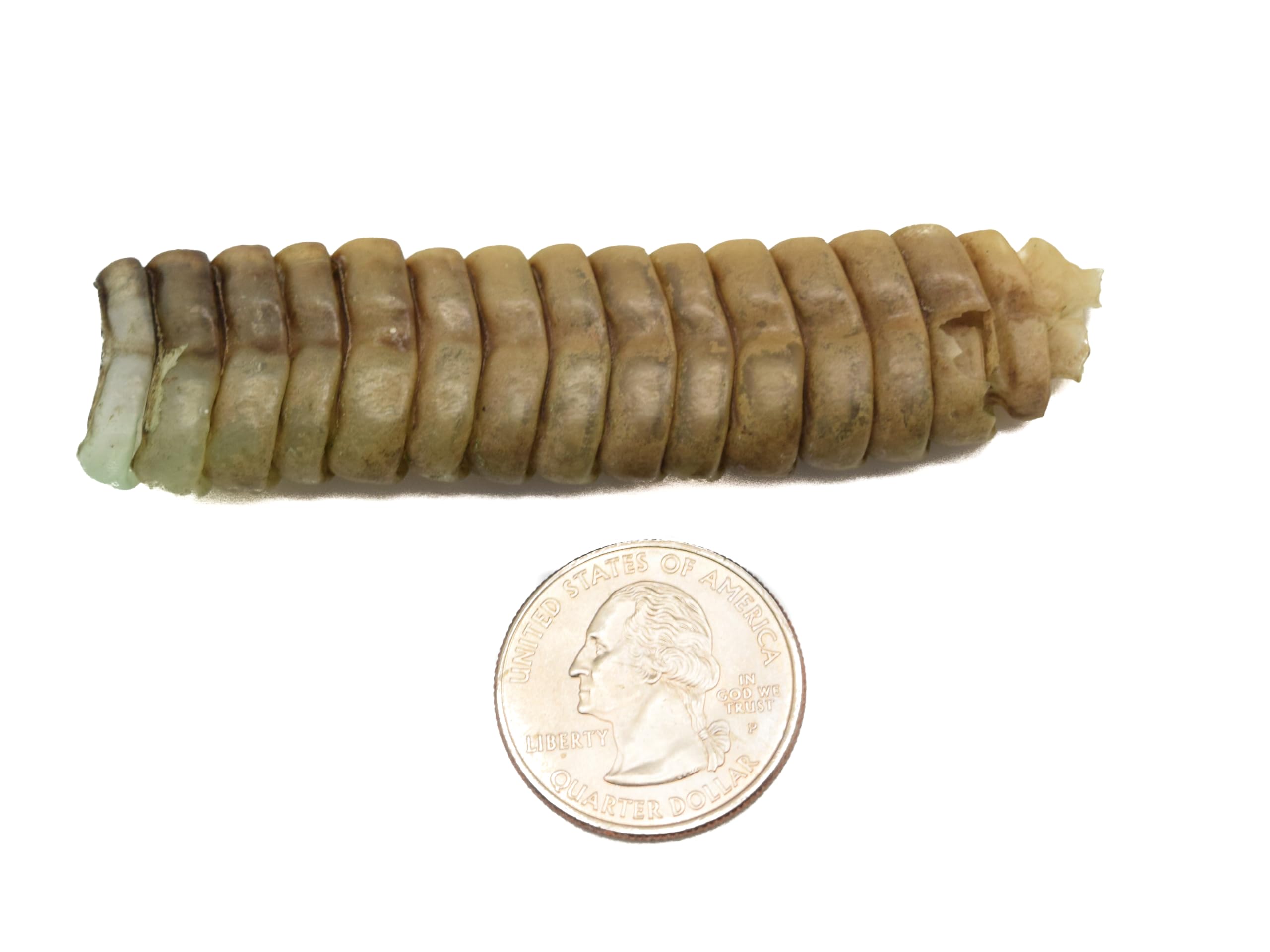 Generic Trophy Grade Texas Rattlesnake Rattle G10, Natural