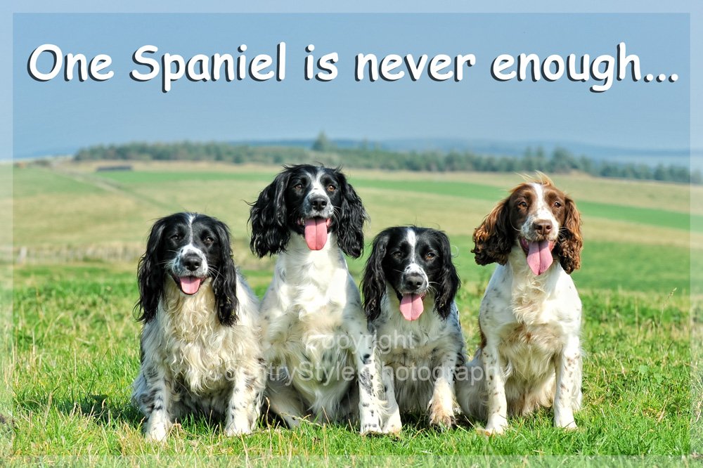 Countrystyle Gifts White Sprocker & Springer Spaniel Fridge Magnet - Birthday Or Christmas Gift For The Spaniel Lover