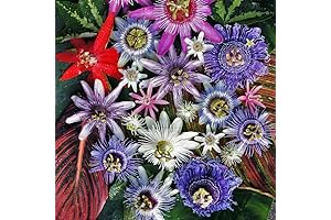 Enduring Passion Flower Seeds: Cultivate Edible Fruits, Attract Nature's Enchantments