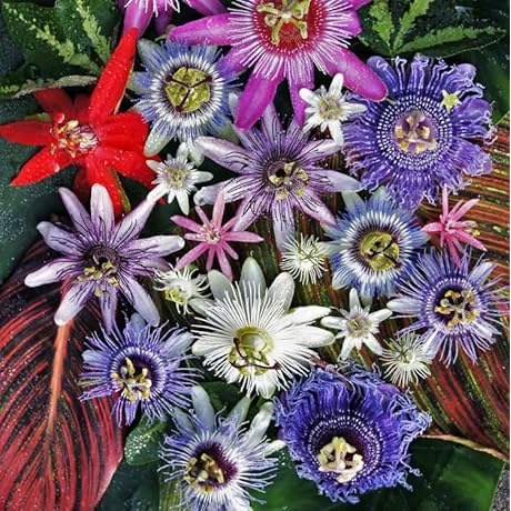Enduring Passion Flower Seeds: Cultivate Edible Fruits, Attract Nature's Enchantments