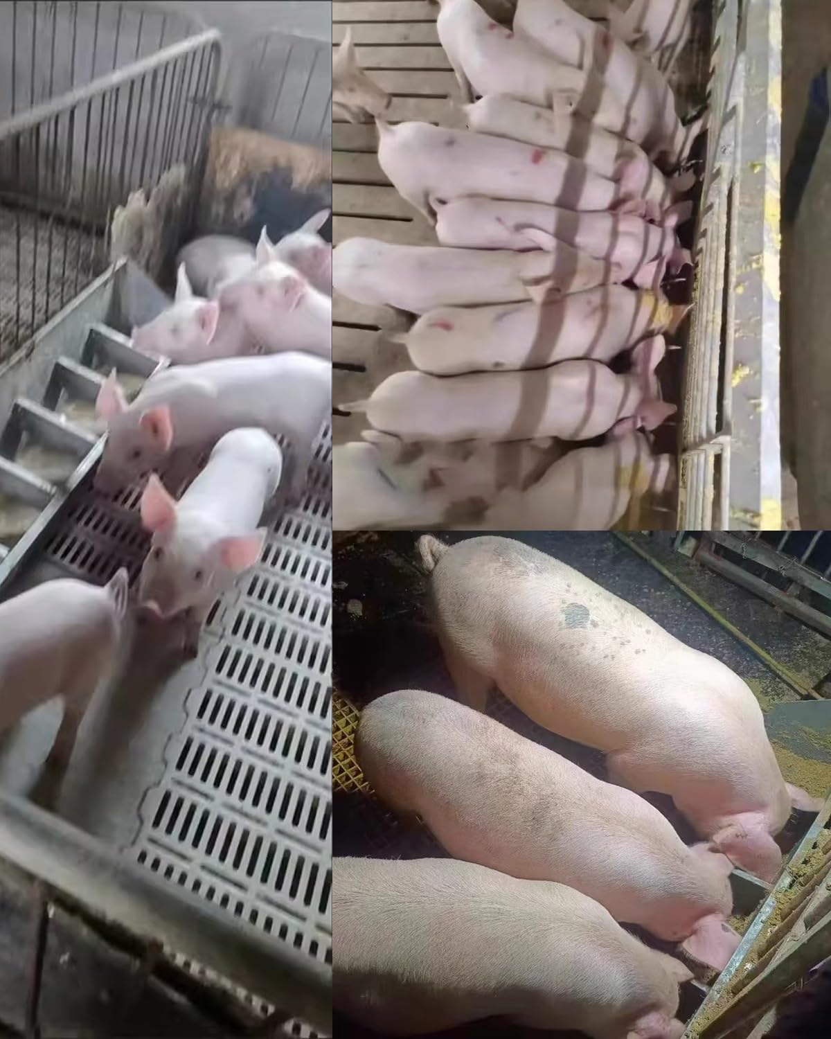 Futtertrog, robuster Futtertrog für Schweine mit 5, 8 oder 10 Löchern – auslaufsicherer Futtertrog aus Metall für Ferkel, Pferde, Schafe und Rinder – 2 m langer Futtertrog für den Außenberei