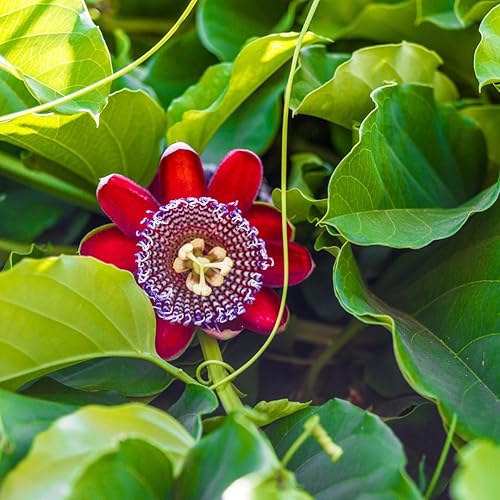 Miniatura 2 de Granadilla Gigante de Fruto de la Pasión (Paquete de 4) Viva en Venta  Plantas Fáciles de Cultivar  Planta de Fruta Comestible para Vida Sostenible
