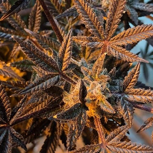 Green Ganja Explicit By Kaotic Shock On Amazon Music Amazon Com green ganja explicit by kaotic shock