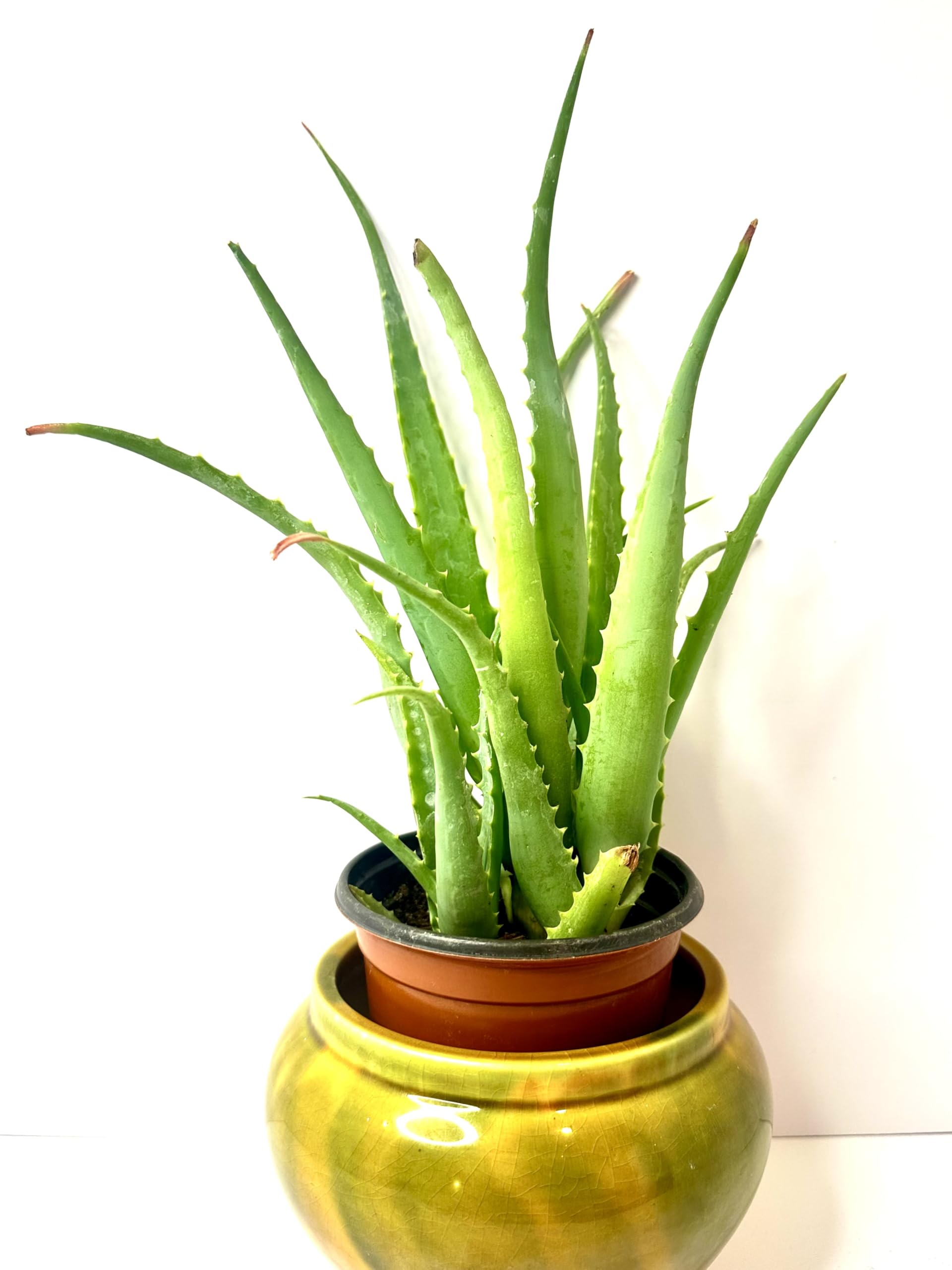 Aloe Vera Plant Live Aloe Indoor & Outdoor Plant, Aloe Vera Barbadensis Medicinal Cactus Succulent Organic, Landscape Ready Hardy Healthy Succulent in
