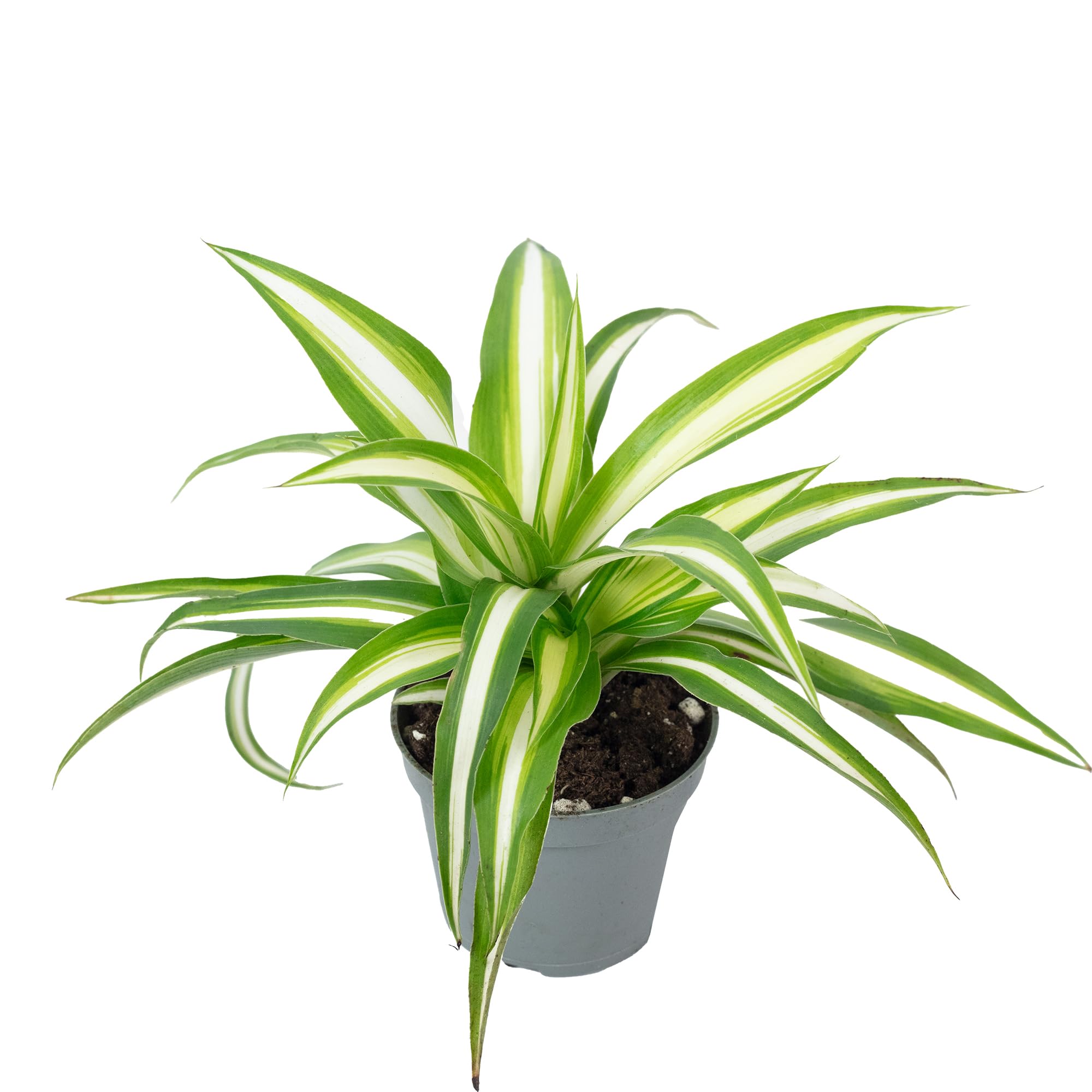 Chlorophytum Comosum Variegata Plante d'intérieur Hauteur 15 cm Pot 6 cm