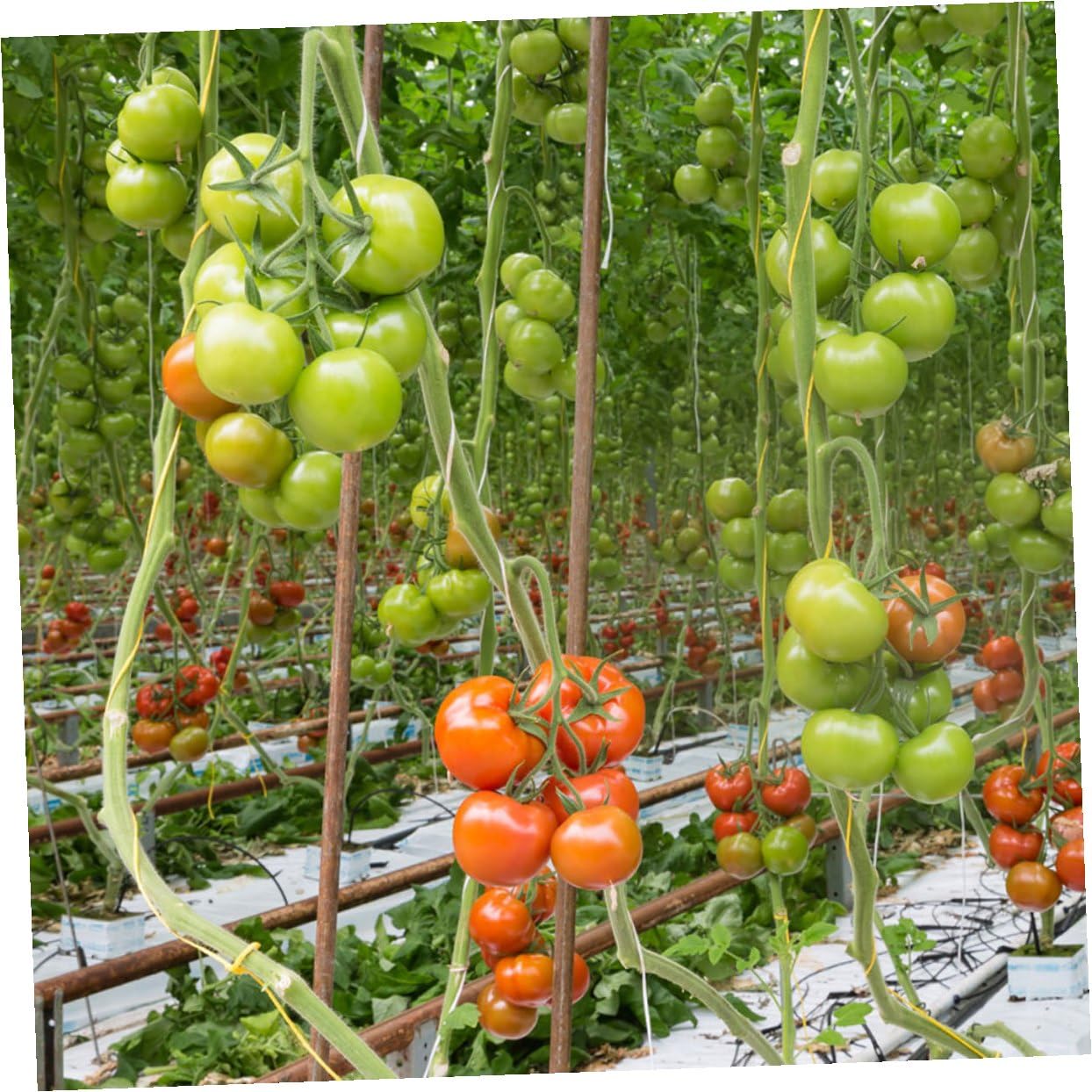 2sets per Sostenere Rampicanti Kit per e Cetrioli per Greenhouse Massimizzare e