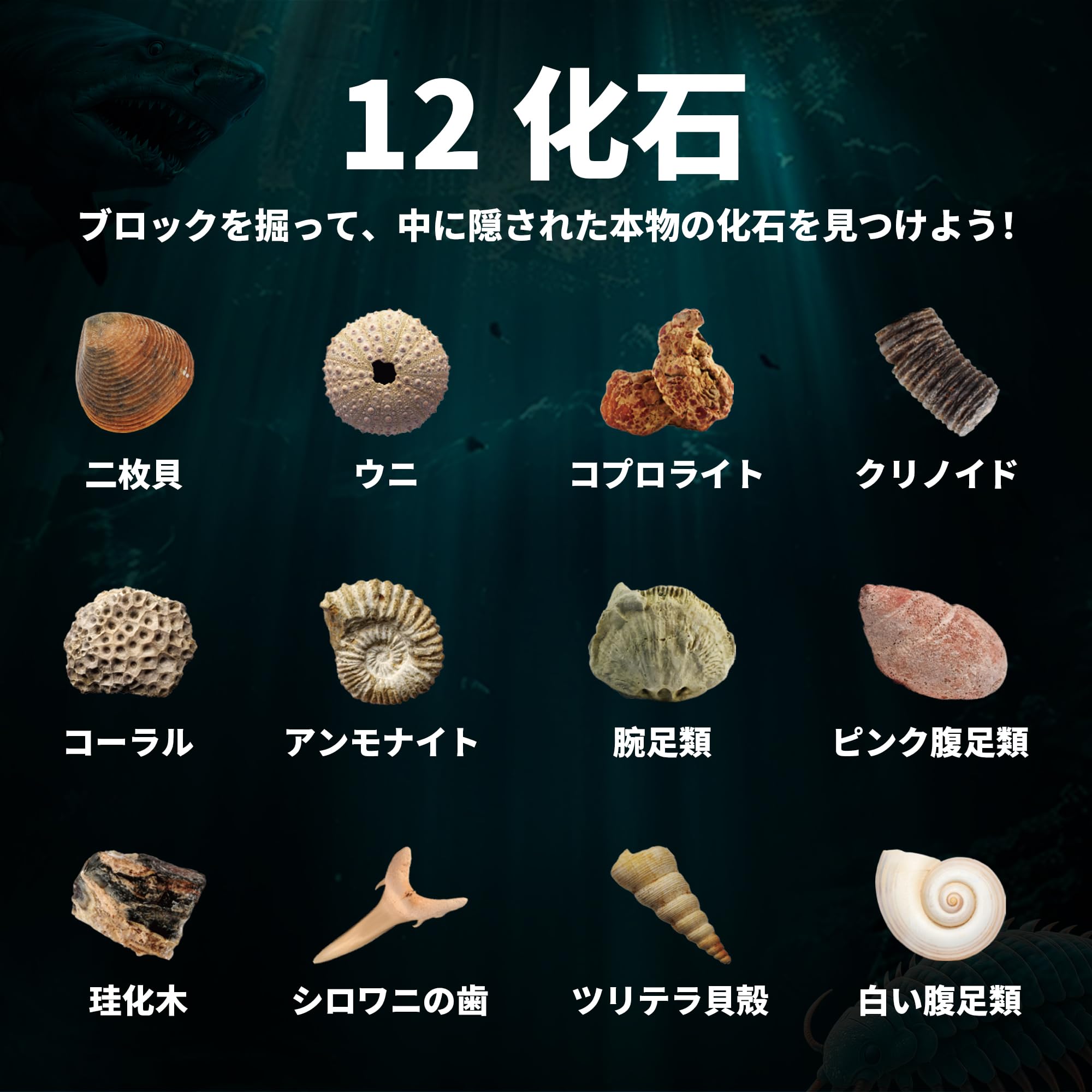 Amazon | XXTOYS 化石発掘キット 化石標本 化石 発掘 キット 天然化石