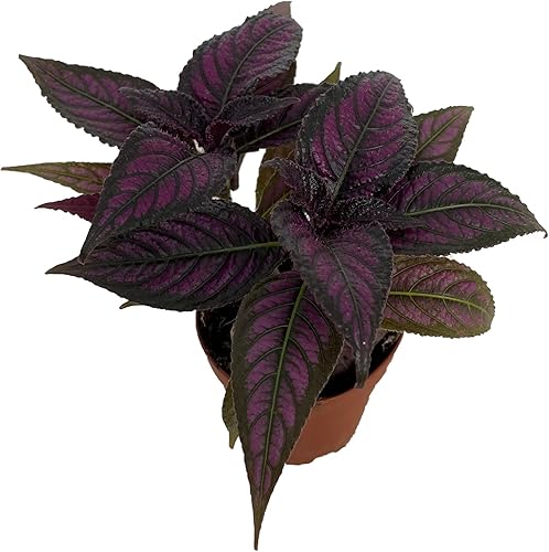 Miniatura 3 de Persian Shield - Planta viva - Strobilanthes - InteriorFuera - Maceta de 2 pulgadas
