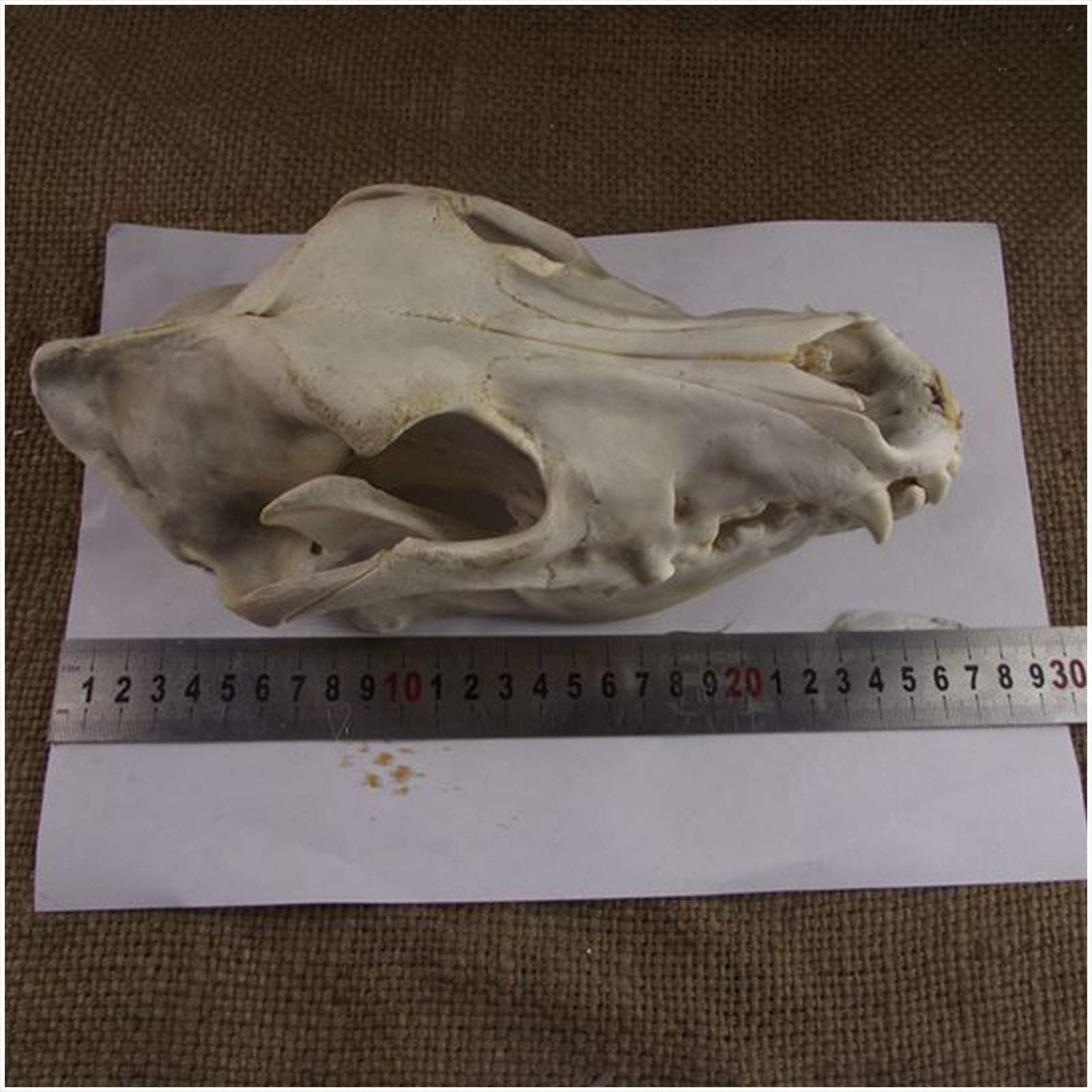 Amazon.co.jp: 犬の頭蓋骨モデル - 剥製動物の頭 - 犬の頭蓋骨