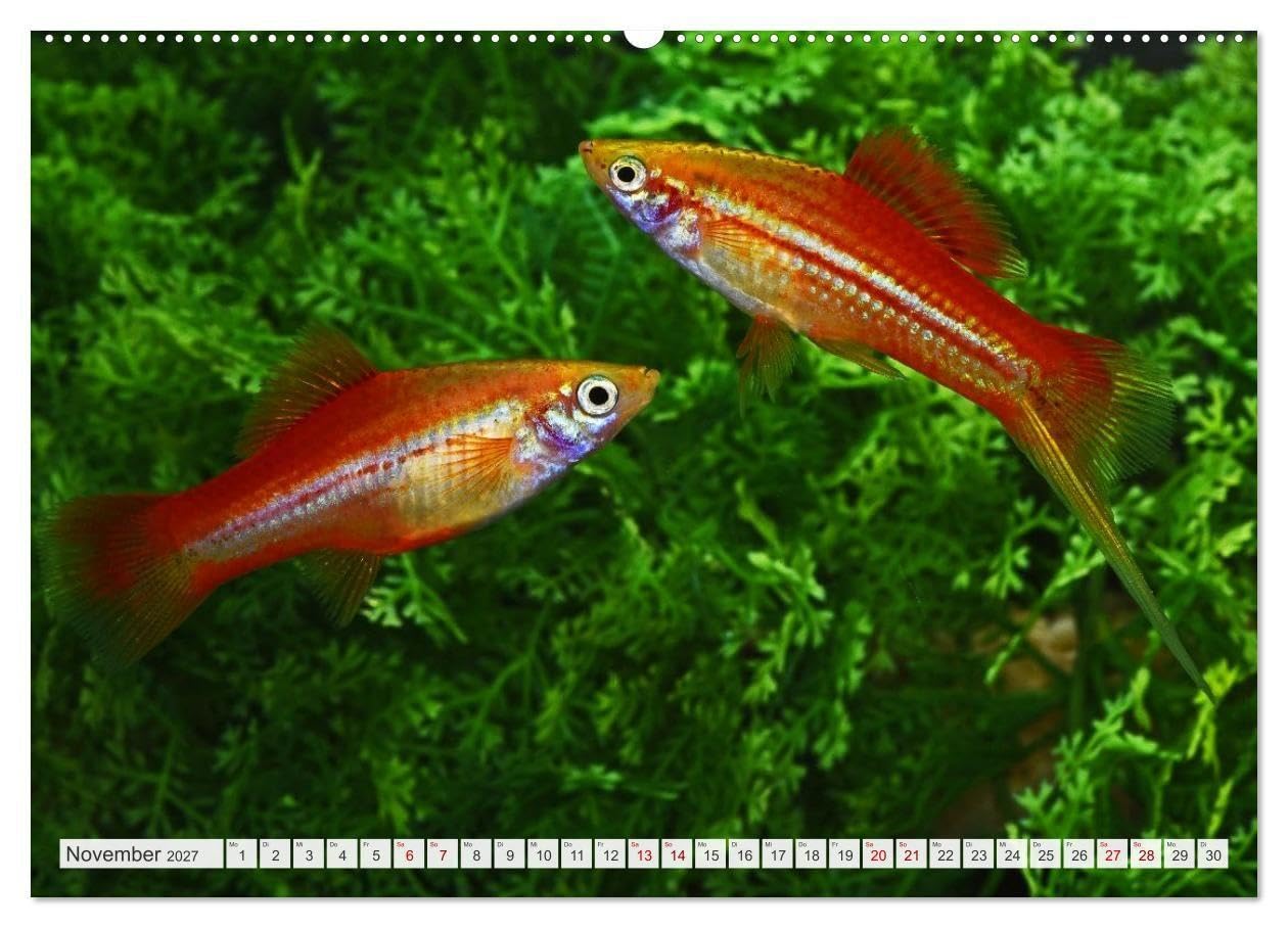 Beliebte Fische der Welt (hochwertiger Premium Wandkalender 2027 DIN A2 quer), Kunstdruck in Hochglanz: Aquaristik - Farbenprächtige Süßwasserfische (CALVENDO Hobbys)