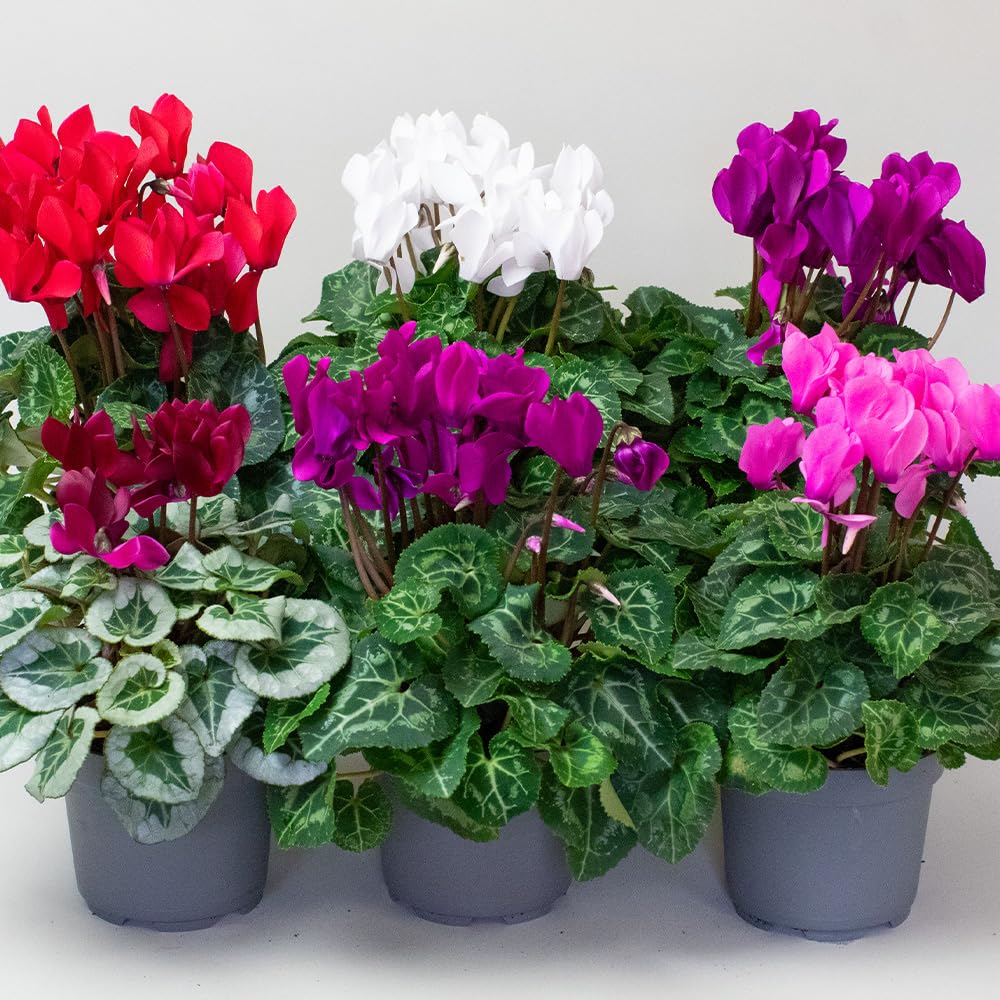 9 x Cyclamen Plants, Autumn Bedding, Winter Flowering Plants in 10.5cm pots, Cyclamen Plants Indoor/Outdoor Garden Ready (9 x Cyclamen)