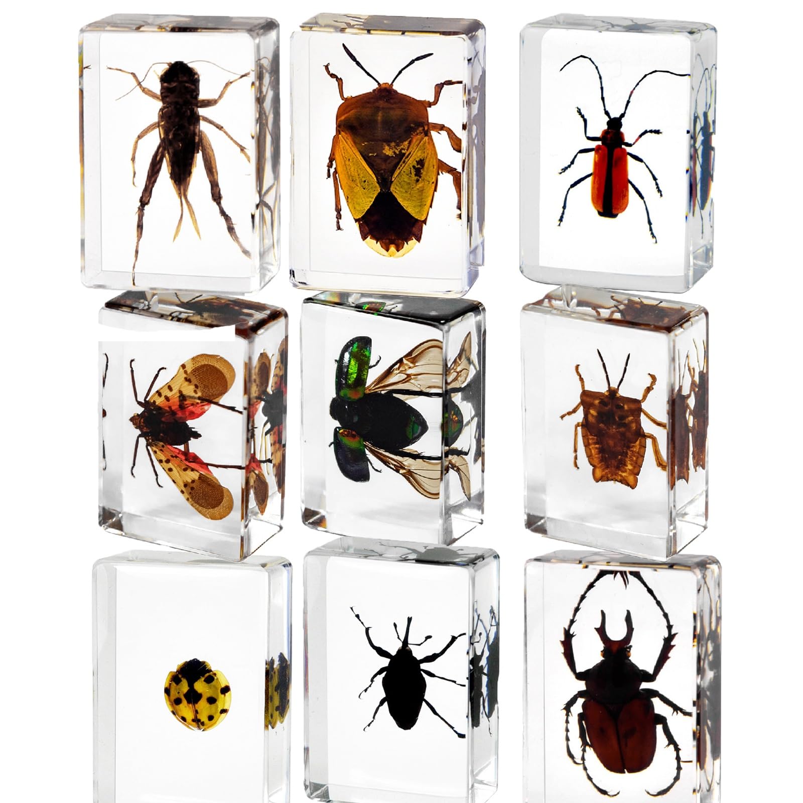 Almasi B 9 Pcs Insect In Resin Collection - Educational Ugs Specimen Set For Kids, Perfect For Preschool, Classroom Science, And Home Displays(B)