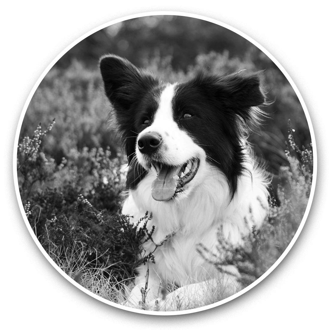 Destination Vinyl Ltd Bw Border Collie Farm Dog Puppy 36470 Vinyl Stickers (Set Of 2) 7.5Cm (Bw) - Border Collie Farm Dog Puppy Laptop Tablet Luggage Scrapbook #36470