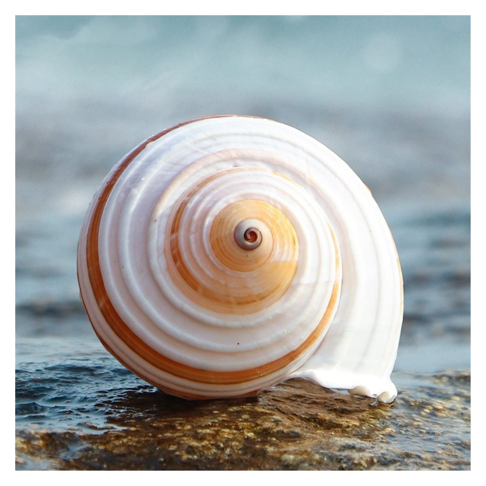 12 Teile/los Neue Seeschnecke Natürliche Shell Große Tritonshorn Aquarium Aquarium Rolle Schalentiere Zucht Mittelmeer Topf Einrichtung Ozean Dekoration Raumdekoration (Color : 10-11cm)