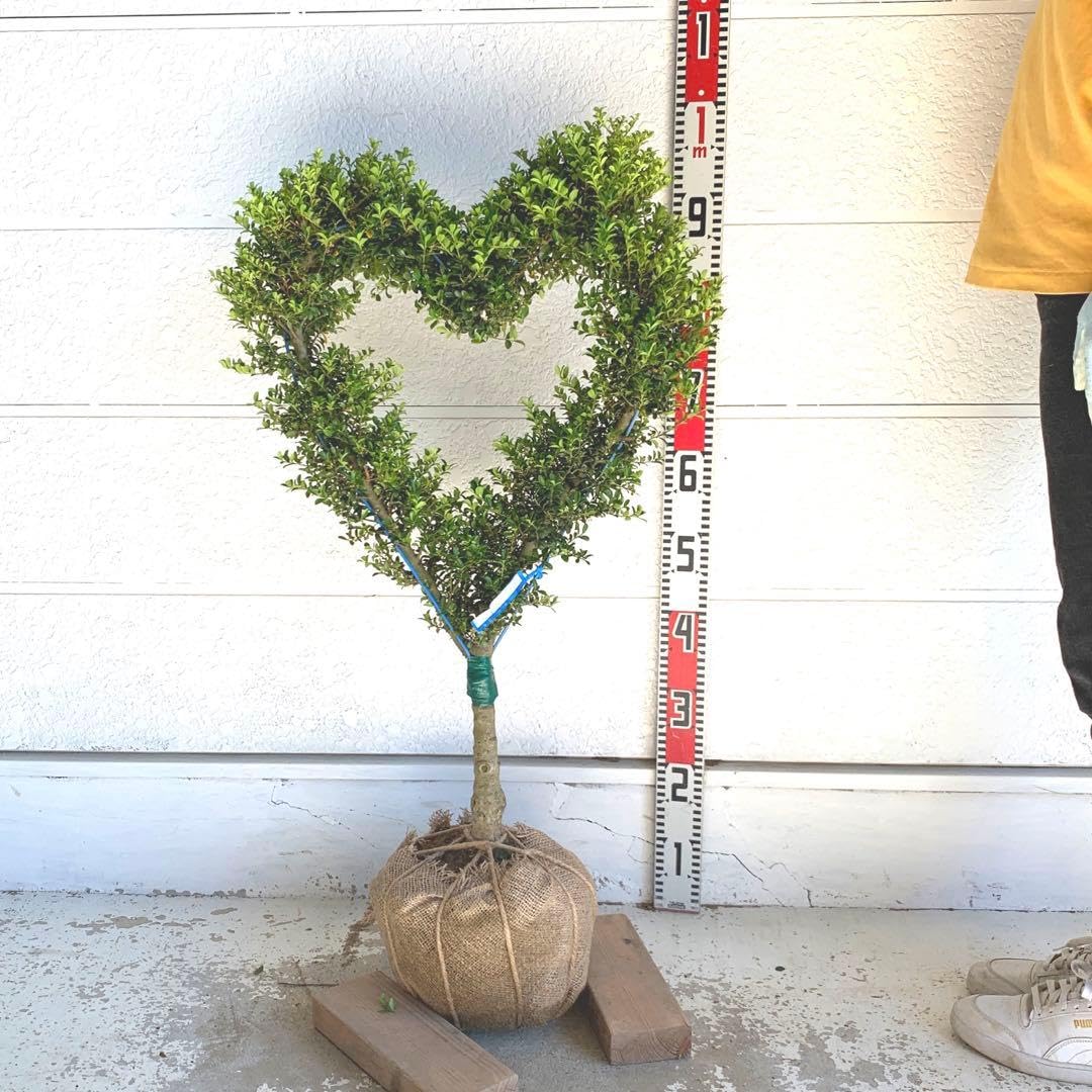 Amazon.co.jp: 仕立て物 ハート キンメツゲ トピアリー 装飾 植木 苗木