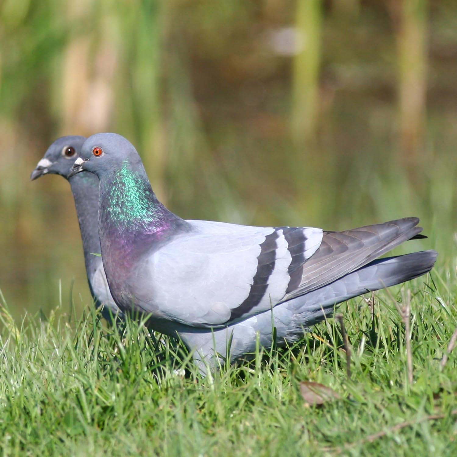 5 in 1 Powder Medicine for Pigeons, Canary, Finches, Parakeet, Cockatiels, Parrots, Cage Small Birds, & Aviary Birds