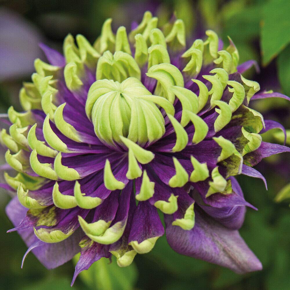 Clematis Plants 'Taiga' Potted Outdoor Garden Flower Plants, Old Man’s Beard, Clematis Florida, Climbing Plant, Hardy Shrub, Garden Flower Plants, Supplied in 9cm Pots by Thompson and Morgan (3)