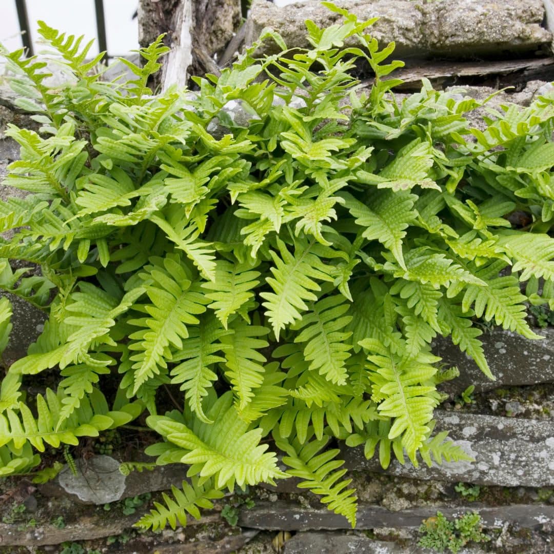 Polypodium vulgare Farn Gartenpflanze 48 Pflanzen Ø9 cm 10-25 cm
