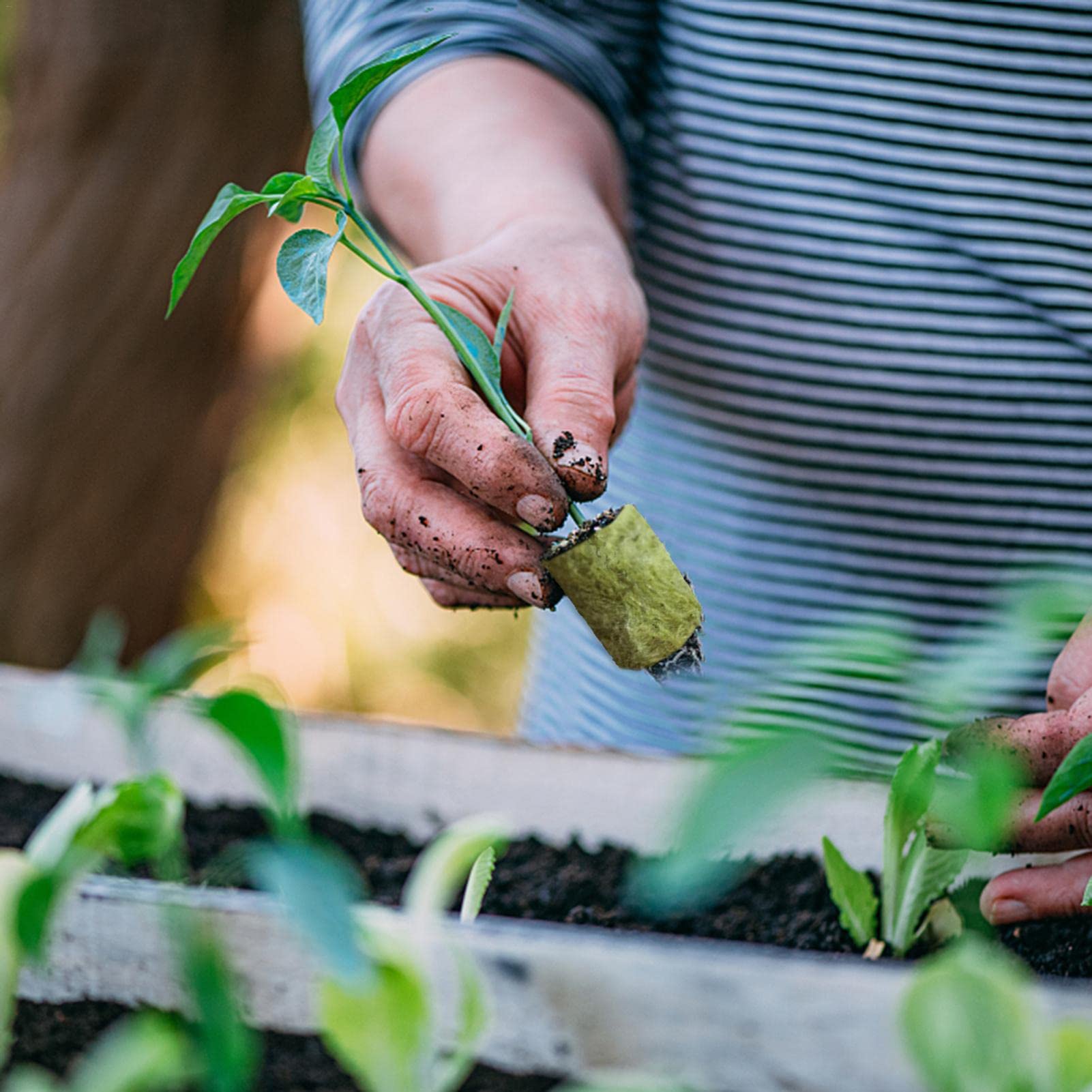 Amazon.co.jp: 水耕ロックウール 水耕栽培 キューブ ロックウール 水耕