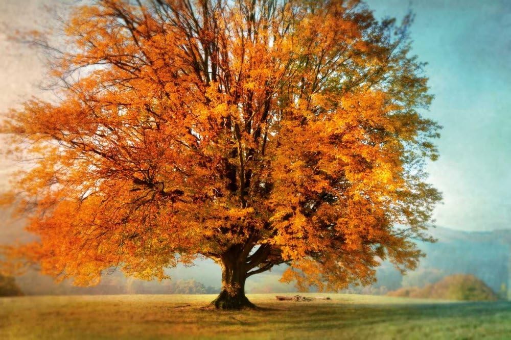 STAMPA-SU-TELA-INCORNICIATA-Weisz-Irene-Cm_76_X_115-Autumns-Passion-Autunno-Autunno-stagionale-Foliage-Quadro-su-tela-con-cornice-a-cassetta-americana-Canvas-incorniciato-all'americana