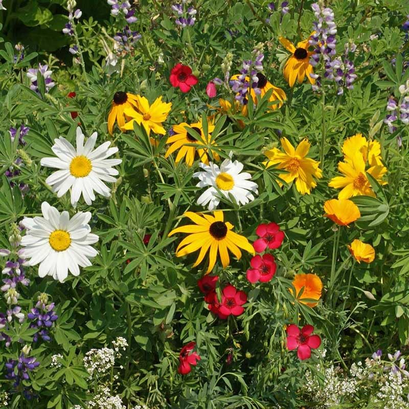 Eden Brothers Native Northwest Wildflower Seed Mix