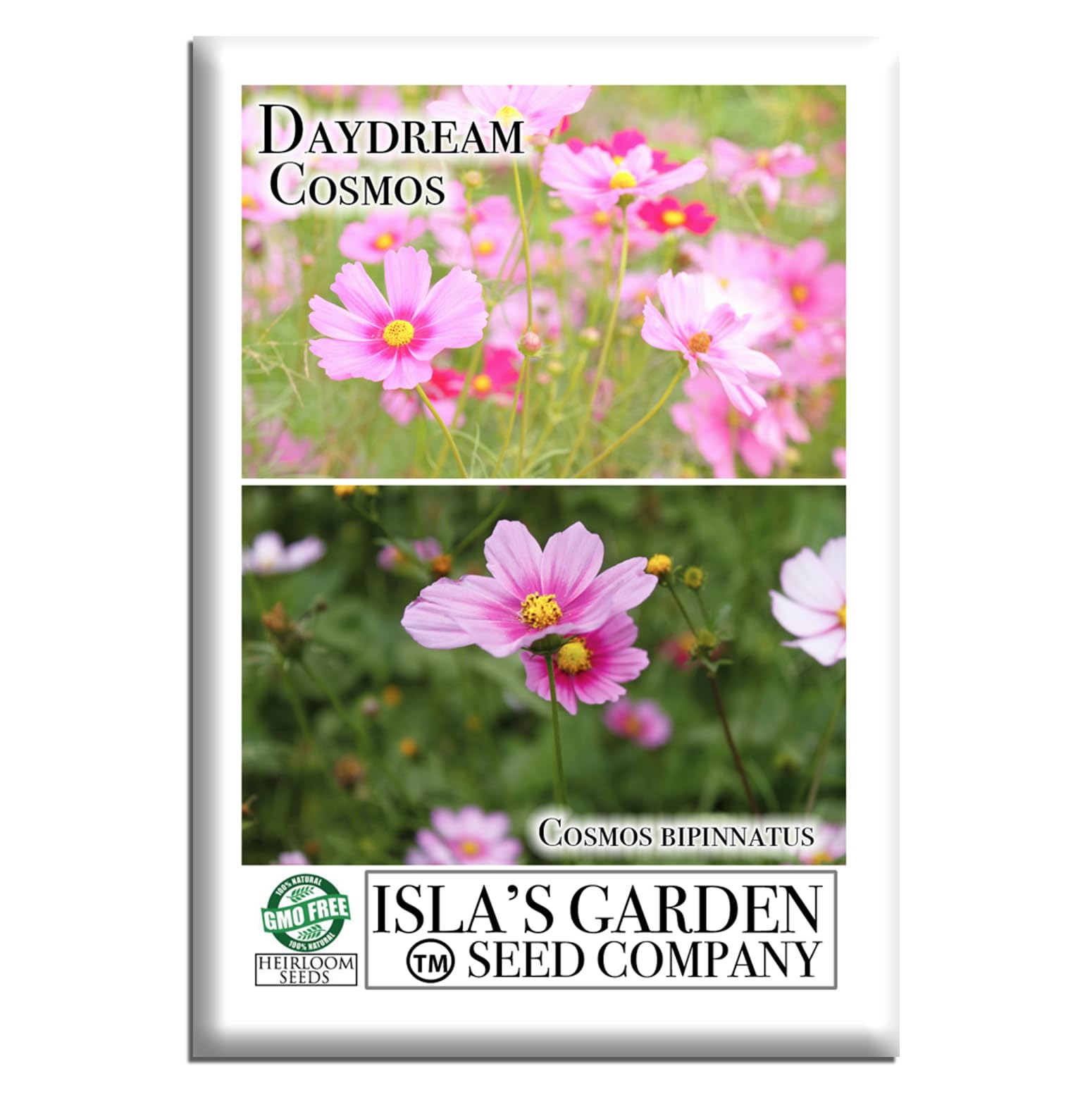 Daydream Cosmos Flower Seeds (Cosmos bipinnatus) – 100+ Heirloom Seeds per Packet, by Isla’s Garden Seeds, Soft Pink Blooms for Home Gardens, Borders, Cutting Gardens, Summer Color, Gift Idea