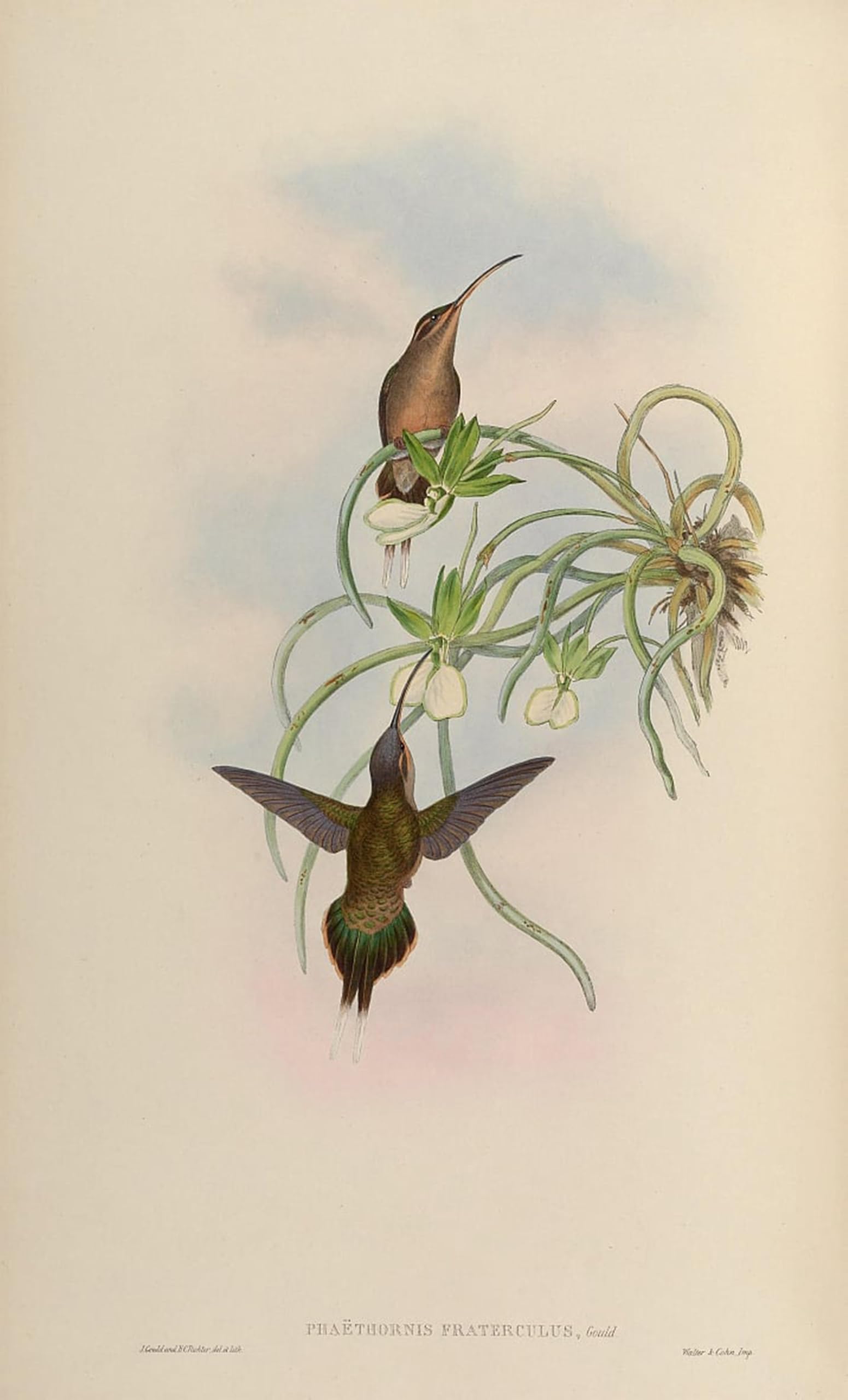 Impresión en lienzo de aves Phaethornis en formato vertical de 60x90cm 5
