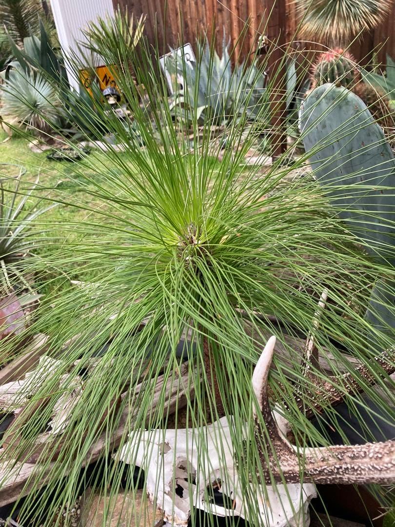 ダイオウショウ松◇南国ドライガーデン多肉サボテン　アガベ ヤシ　ユッカ　ソテツ ダイオウショウ松◇南国ドライガーデン多肉サボテン アガベ ヤシ