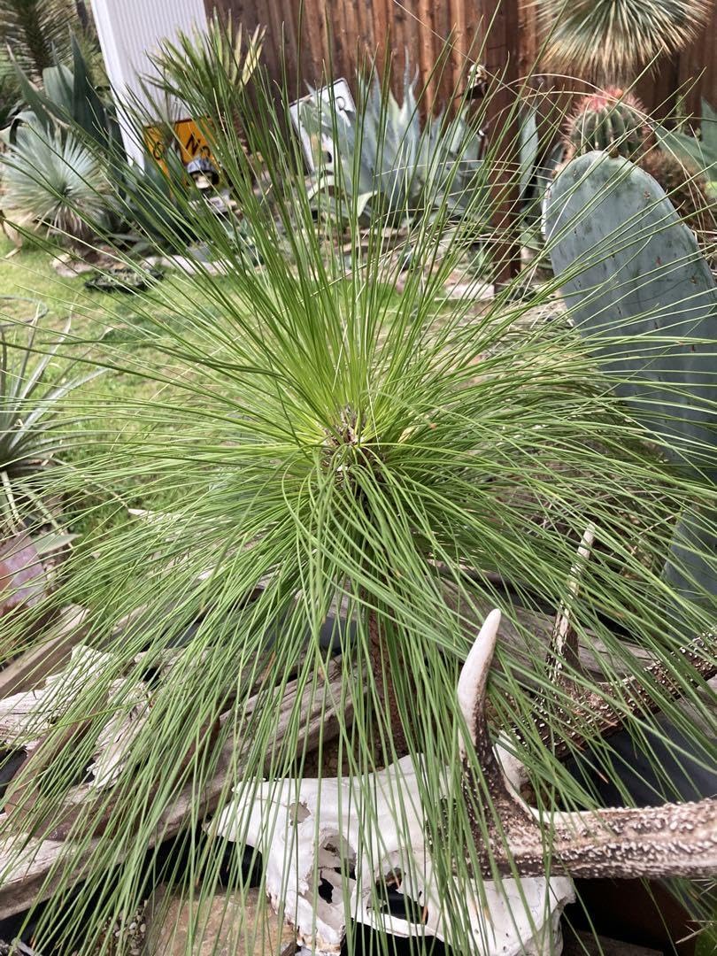 ダイオウショウ松◇南国ドライガーデン多肉サボテン　アガベ ヤシ　ユッカ　ソテツ Amazon.co.jp: ダイオウショウ大王松◇南国ドライガーデン庭木