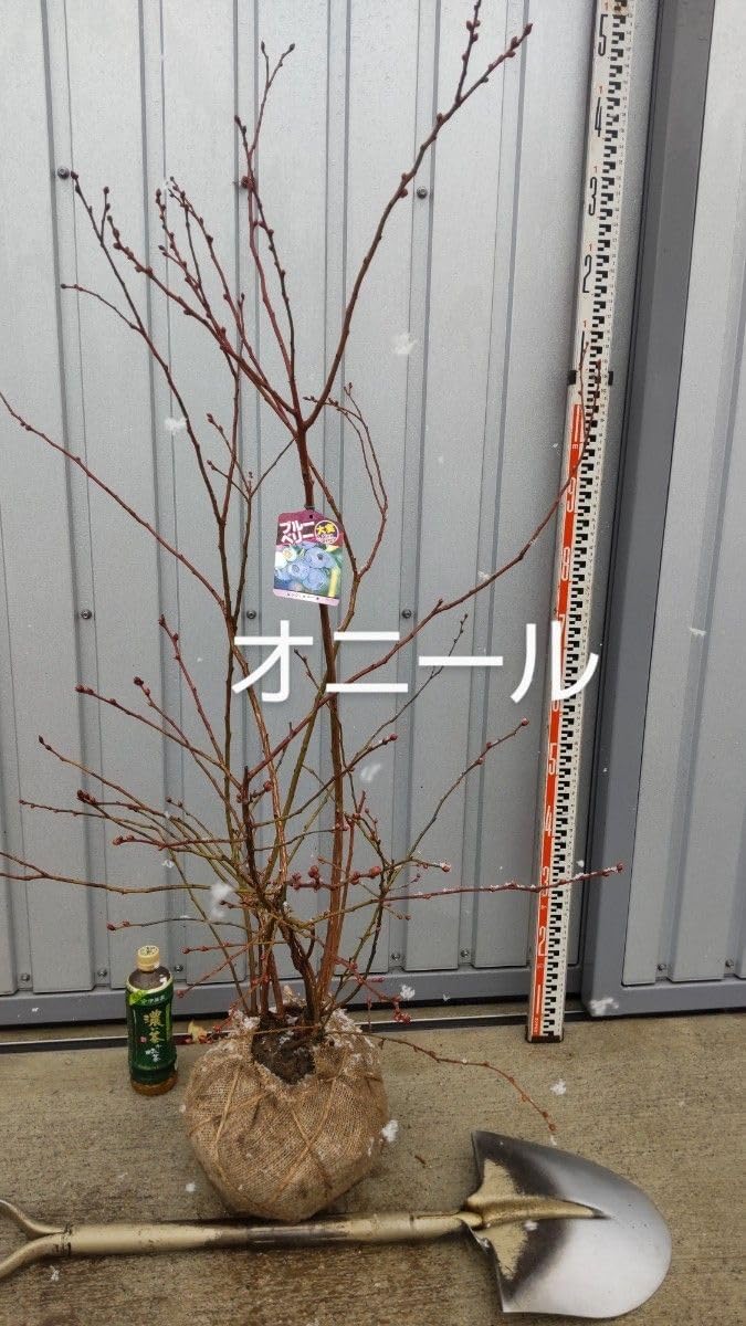 ブルーベリー苗 オニール大苗2本セット① ブルーベリー苗 公式通販