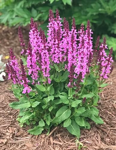 Miniatura 7 de 350 Semillas de Salvia Greggii Fairy Queen Wendy Salvia Salvia Otoño Fragante Sin OMG Heirloom Variedad Flor Rosa