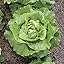 Sylvestra Lettuce