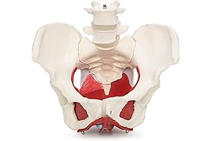 Female Pelvis Model with Removable Organs