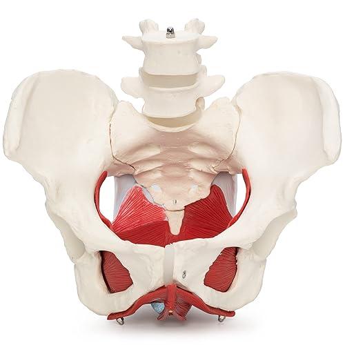 Modelo anatómico Wellden Product de pelvis de mujer con órganos removibles - 6 piezas, tamaño real