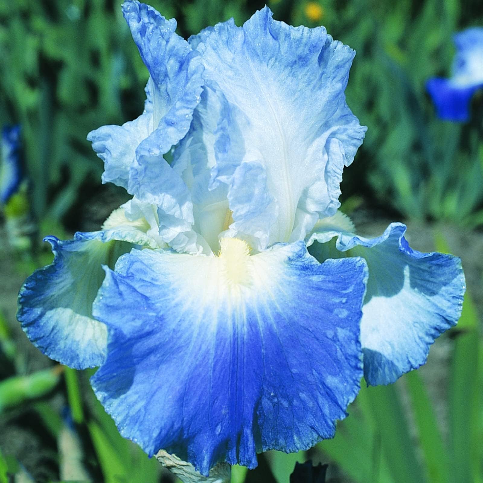 Iris Bulbs for Planting Now UK,Plant Bulbs,Garden Flowers,Iris Bulbs,Wedding Flowers,Cut Flowers,Hardy Perennial,Strong Plants That Grow Well-4Bulbs-H