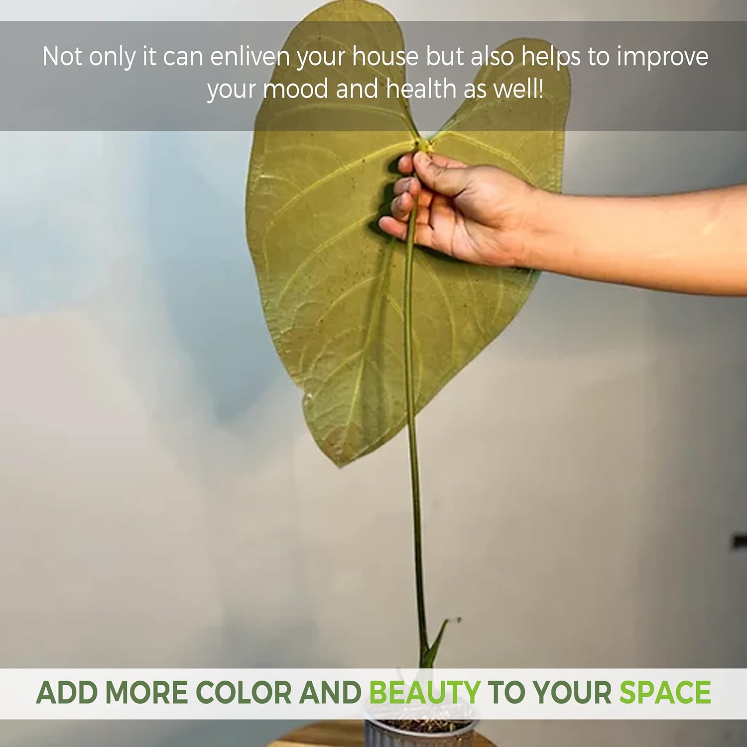 LEAL PLANTS ECUADOR Anthurium Regale Green Live House Plant for Indoor| Anthuriums Live Plant|Huge Anthurium Regale| Perfect for Home Decor, Unique Gift for Plant Lover