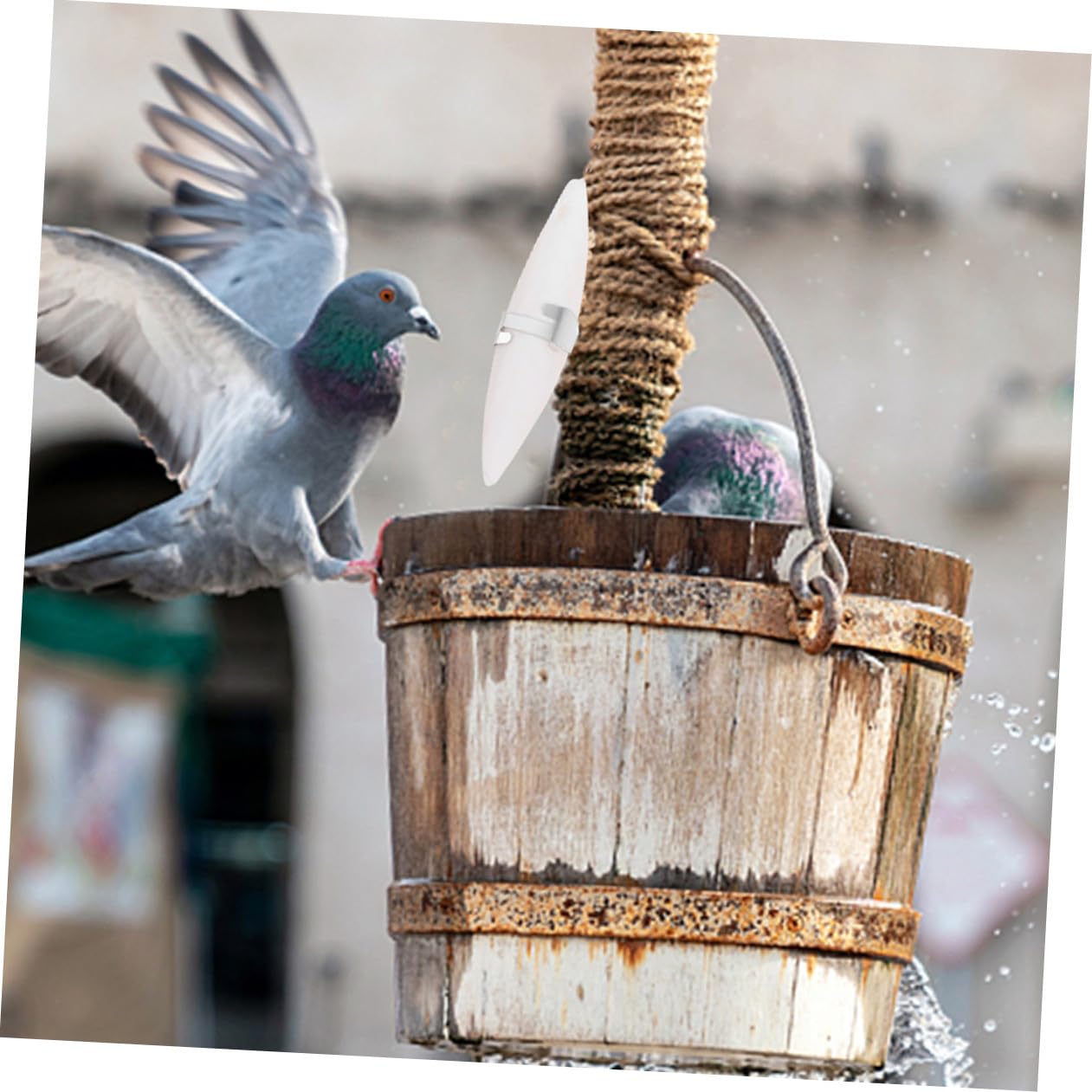 BESPORTBLE 36ensembles Jouets à Mâcher De Seiche pour Hamsters Et Oiseaux avec Support Métallique pour Dents Petits Animaux