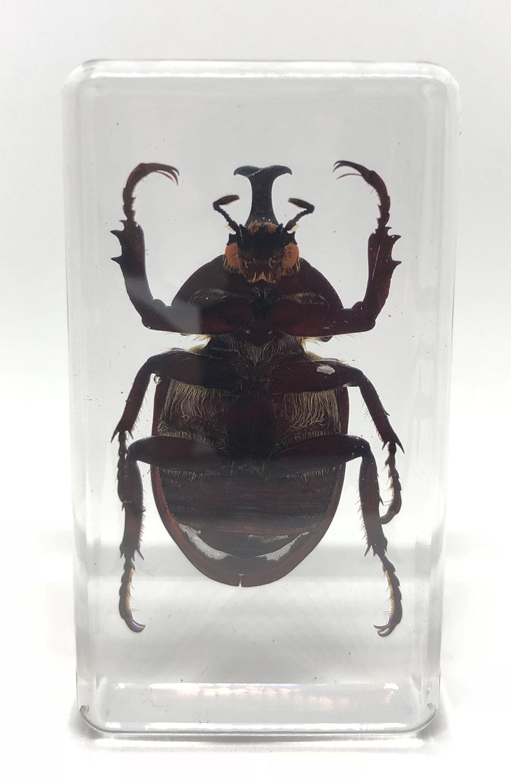 Amazon.co.jp: [透明標本制作所]樹脂封入 標本 カブトムシ Aタイプ