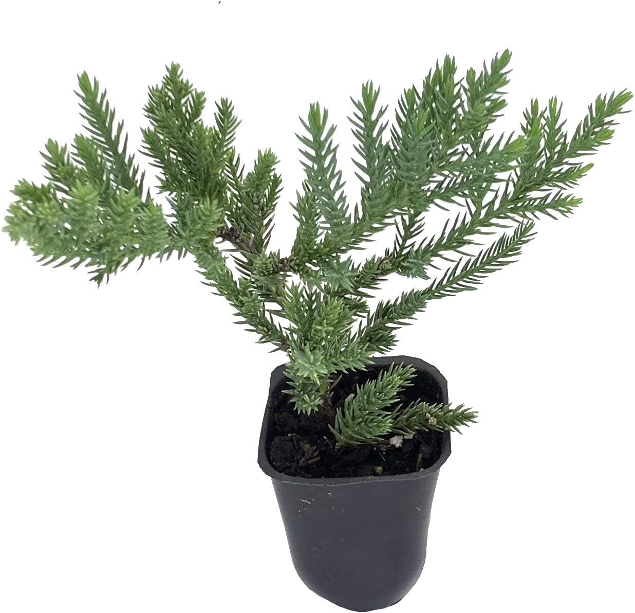 San Jose Juniper | 3 Live Plants | Juniperus Chinensis | Evergreen Shrub, Low Maintenance, Drought Tolerant, Fast Growing, Ground Cover, Ornamental Landscaping, Year-Round Interest