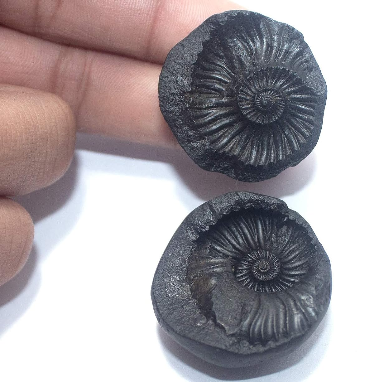 GANGTARANG Lakshmi Narayan Shaligram from Nepal Kaali Gandaki | Sudarshan