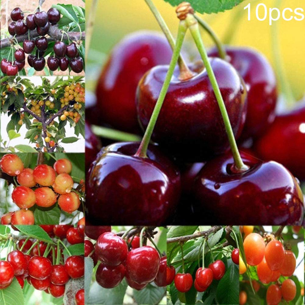 Buy Cherry Tree for Yard Gardening ,10Pcs/Pack Cherry Tree Delicious