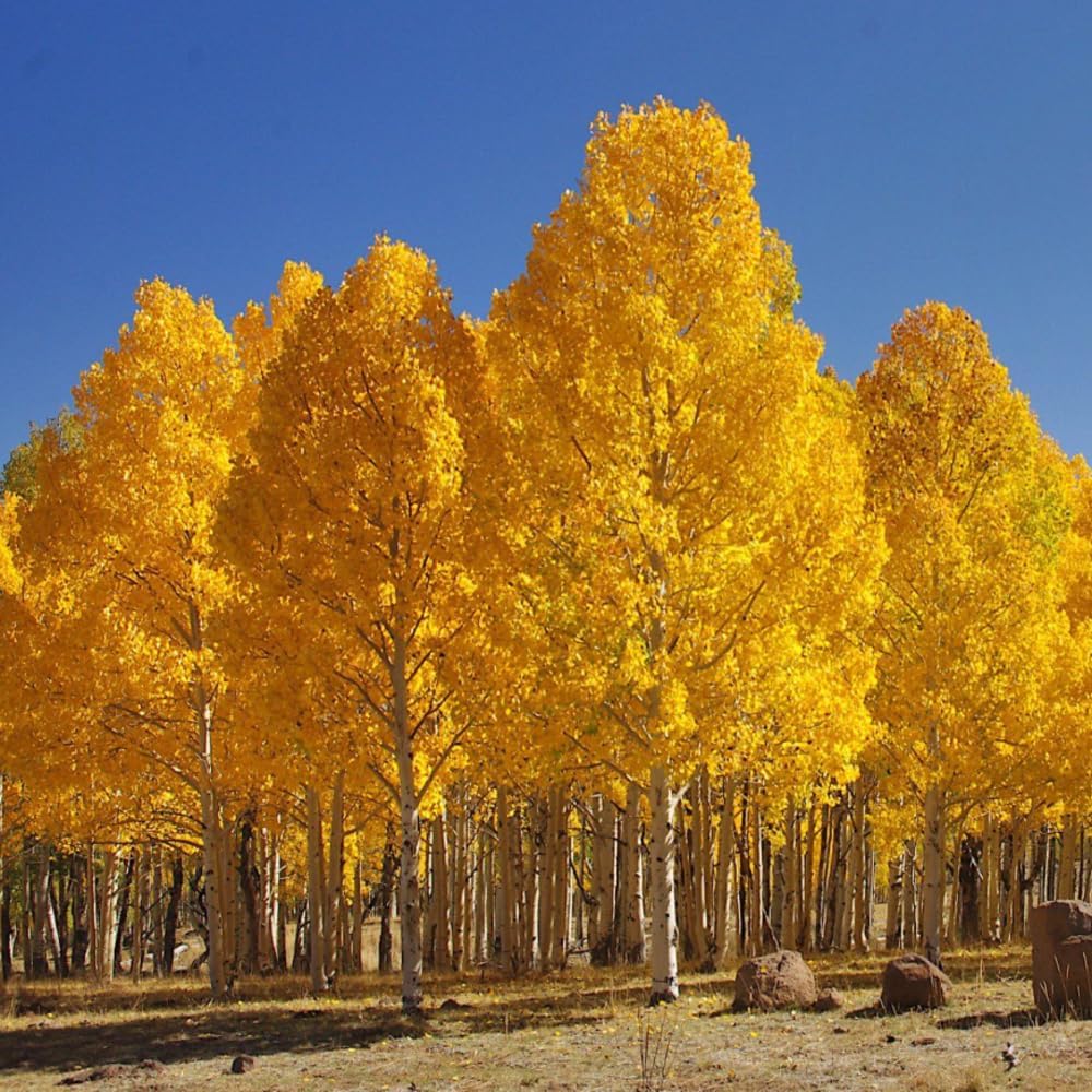 Set 3 Golden Quaking Aspen Tree 2-3 Ft Tall Bare Roots,American Aspen Dormant Plants, Cold Hardy Tree, Vibrant Yellow Landscape in Fall