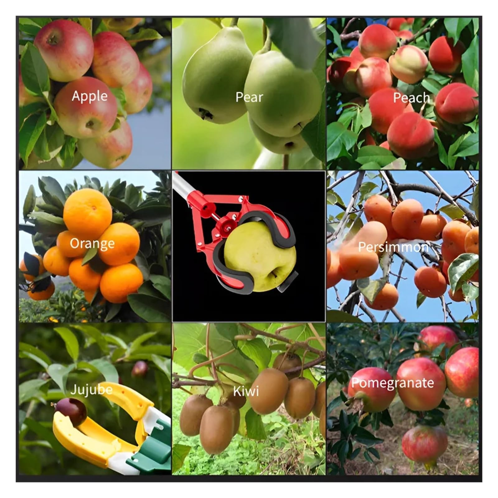 Cueilleur de fruits Outils de cueillette fruits et légumes à trois griffes