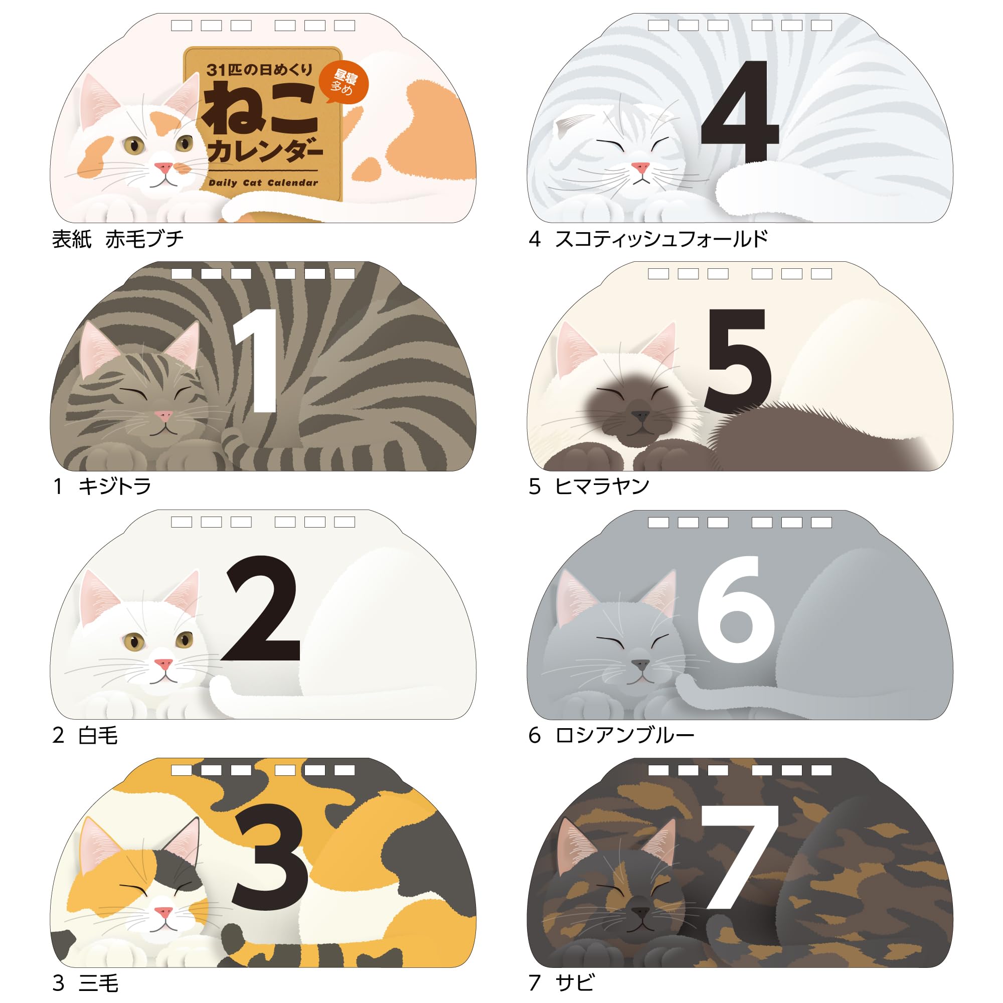 Amazon | 31匹の日めくりねこカレンダー 卓上 万年 ずっと使える 猫