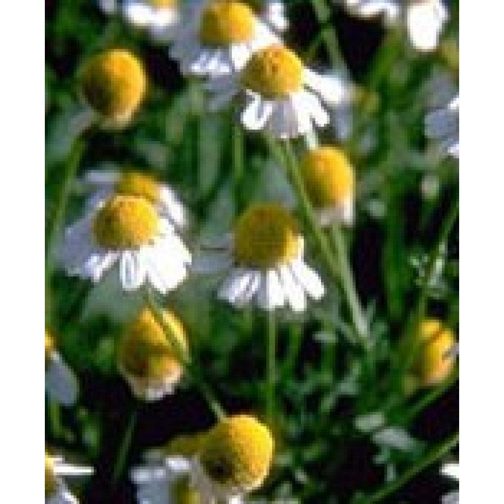 Herboplanet Relaxsol Gotas 100 Ml-image