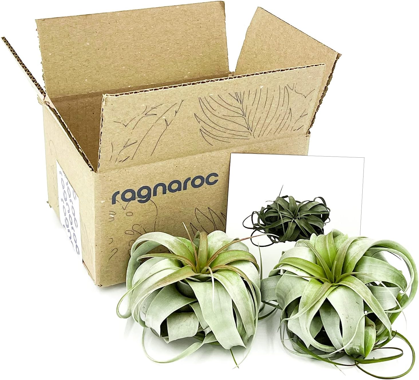 ragnaroc Air Plants - Tillandsia Xerographica, Large 5-7” - 2ct - Live Arrival Gauranteed - House Plants for Home Decor & Gift