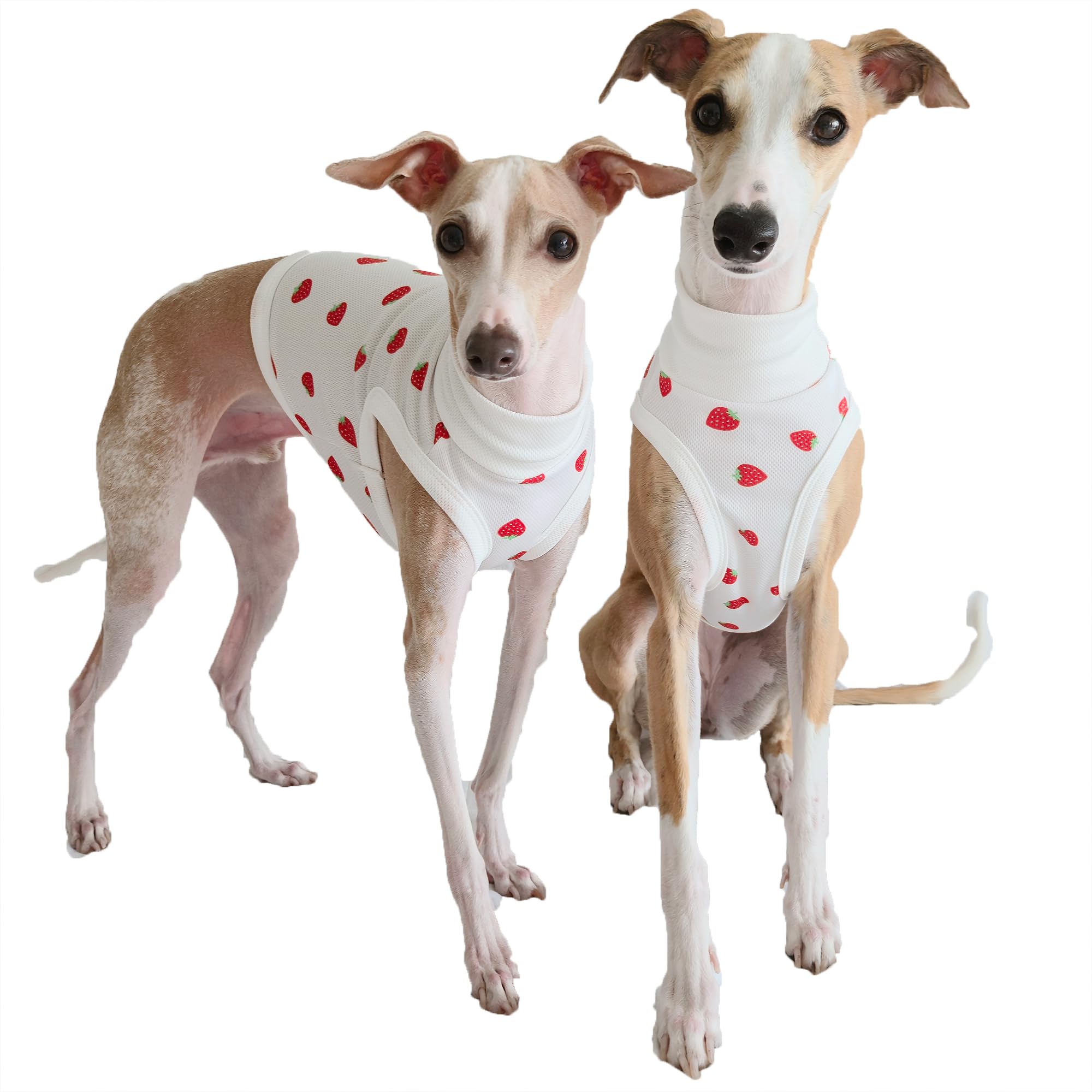 D Doggy Star Italian Greyhound Clothes Strawberry Crop T Shirt Summer Lightweight Top (3XL,StrawCropIvory)