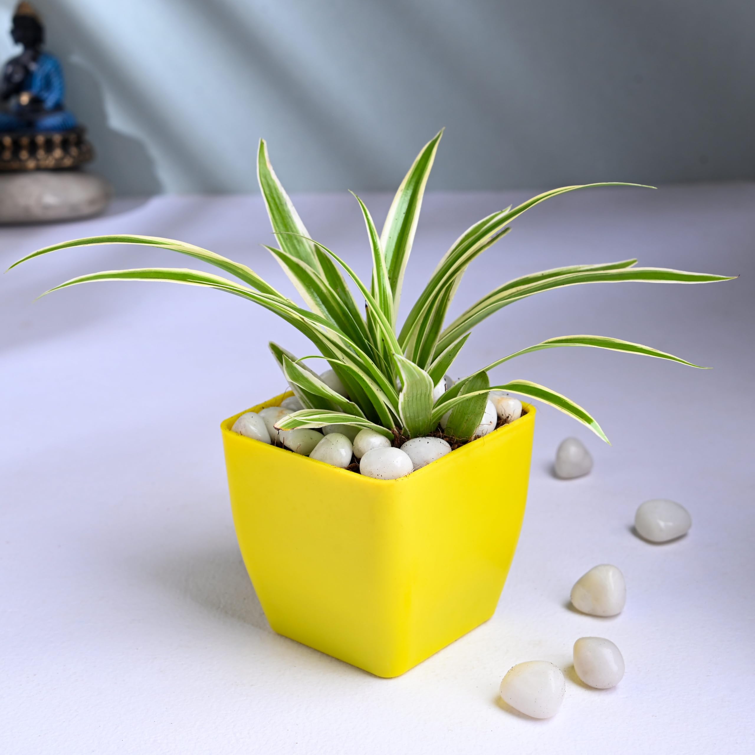 See full amazon price history chart for FlowerAura Decorative Air Purifying Spider Live Indoor Plant In Yellow Blossom Pot For Home/Office Decor And Gift For Birthday, Anniversary, Womens Day, Mothers Day, Diwali & Holi FlowerAura Decorative Air Purifying Spider Live Indoor Plant In Yellow Blossom Pot For Home/Office Decor And Gift For Birthday, Anniversary, Womens Day, Mothers Day, Diwali & Holi (B0CXHYNTL2) Amazon Price History, Amazon Price Tracker